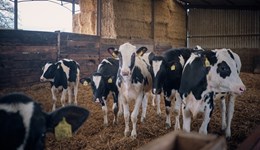 Devon: Inside calf health - post mortem insights with Ben Strugnell 